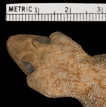 Media type: image;   Herpetology R-50469